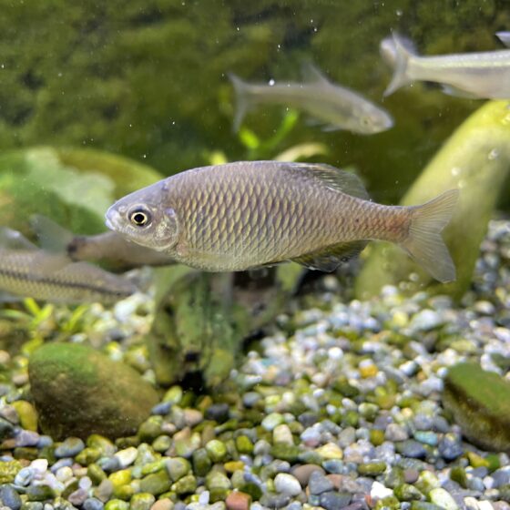 真ん中に淡水魚が一匹、奥に自由に泳ぎ回る魚たちが写っている。